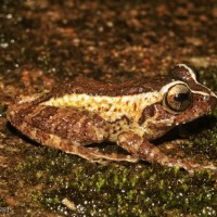 Pseudophilautus puranappu Wickramasinghe, Vidanapathirana, Rajeev, Ariyarathne, Chanaka, Priyantha, Bandara et al., 2013